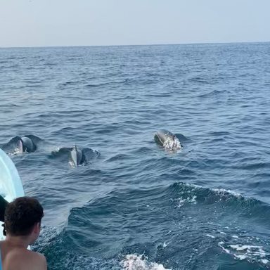 Dauphins Un enfant observe des dauphins nageant près du bateau sur une mer calme.