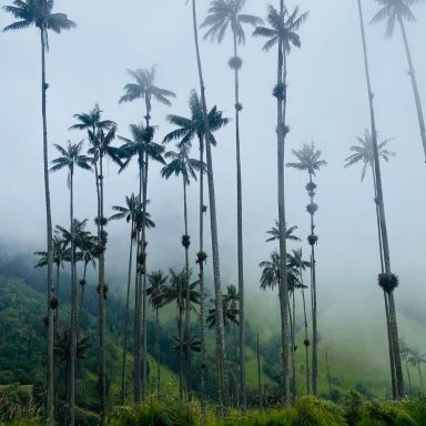 cocora vallee Rameaux de palmiers élancés dans un paysage brumeux et verdoyant.