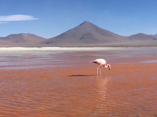 bolivie, réserve edurado avaroa, Flamant rose se tenant dans une lagune rouge avec des montagnes en arrière-plan.