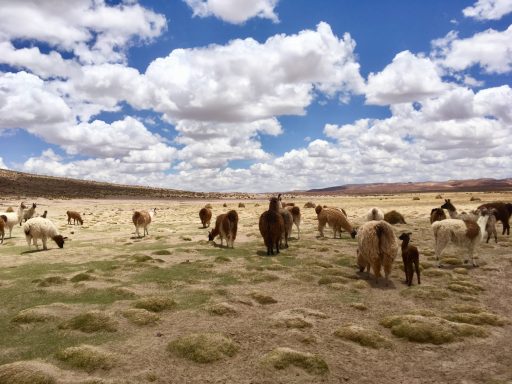 Lamas, alpaca, pérou, bolivie Un troupeau de vaches paissant sous un ciel nuageux et bleu.